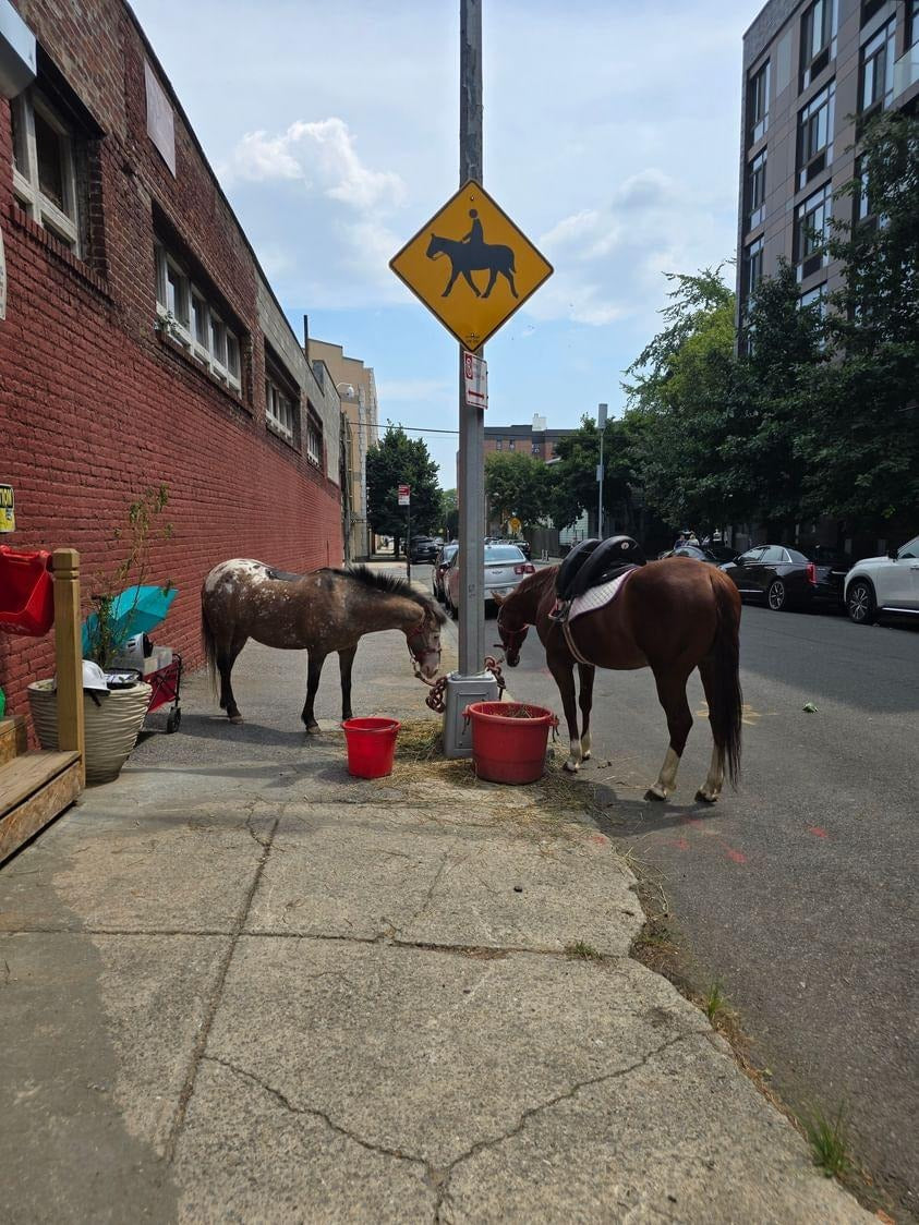 Be pony rider... 2026