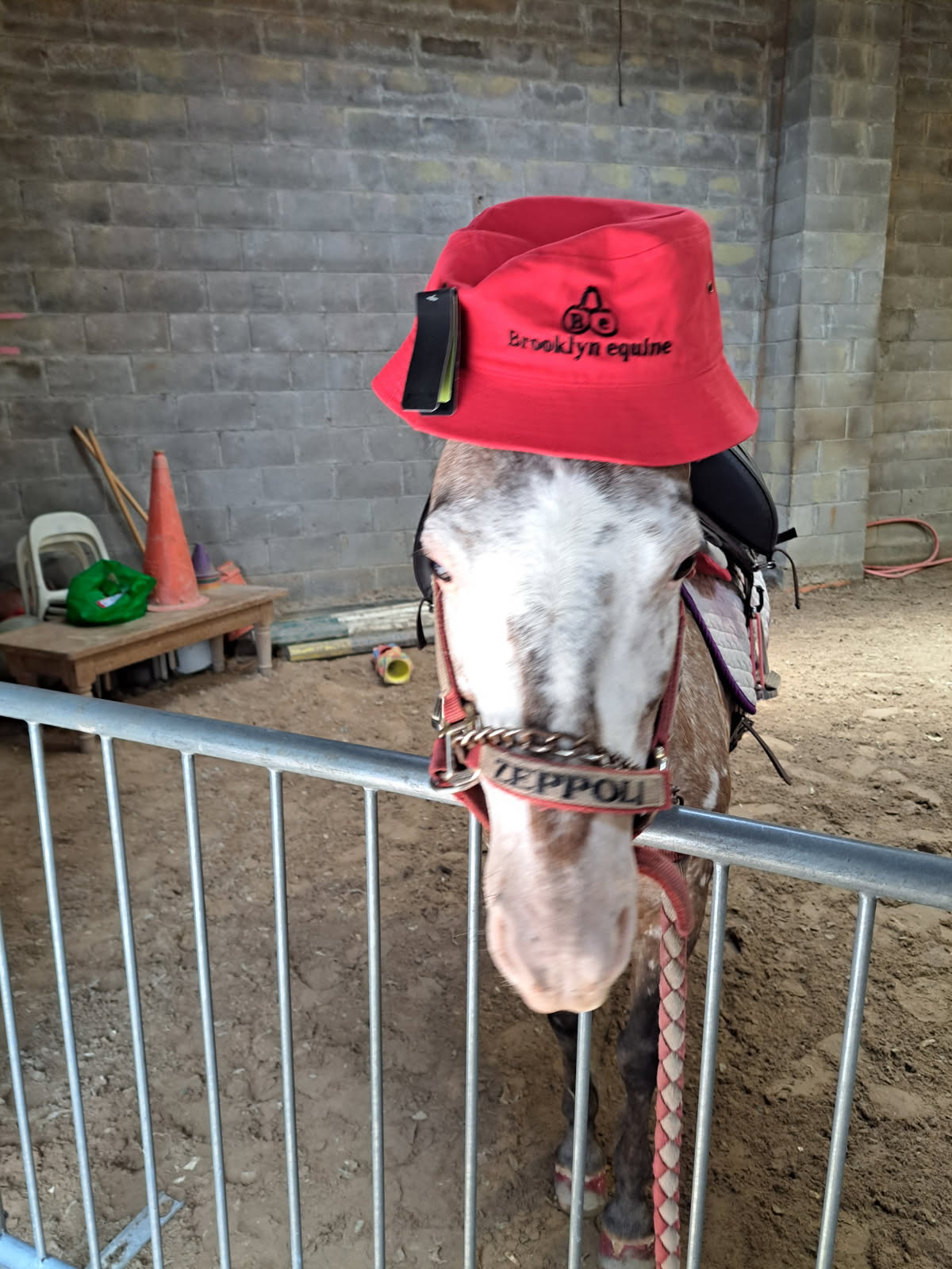 Be pony rider... 2026
